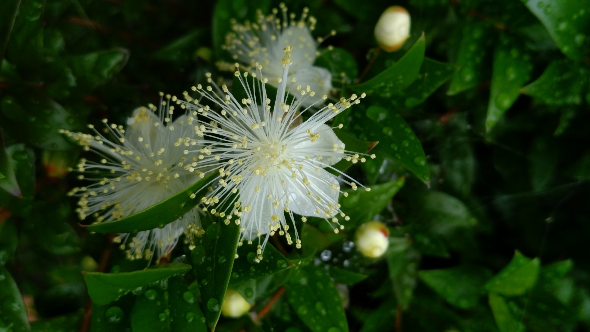 銀梅花 マートル の花が咲きました 卯年男のナウな徒然日誌