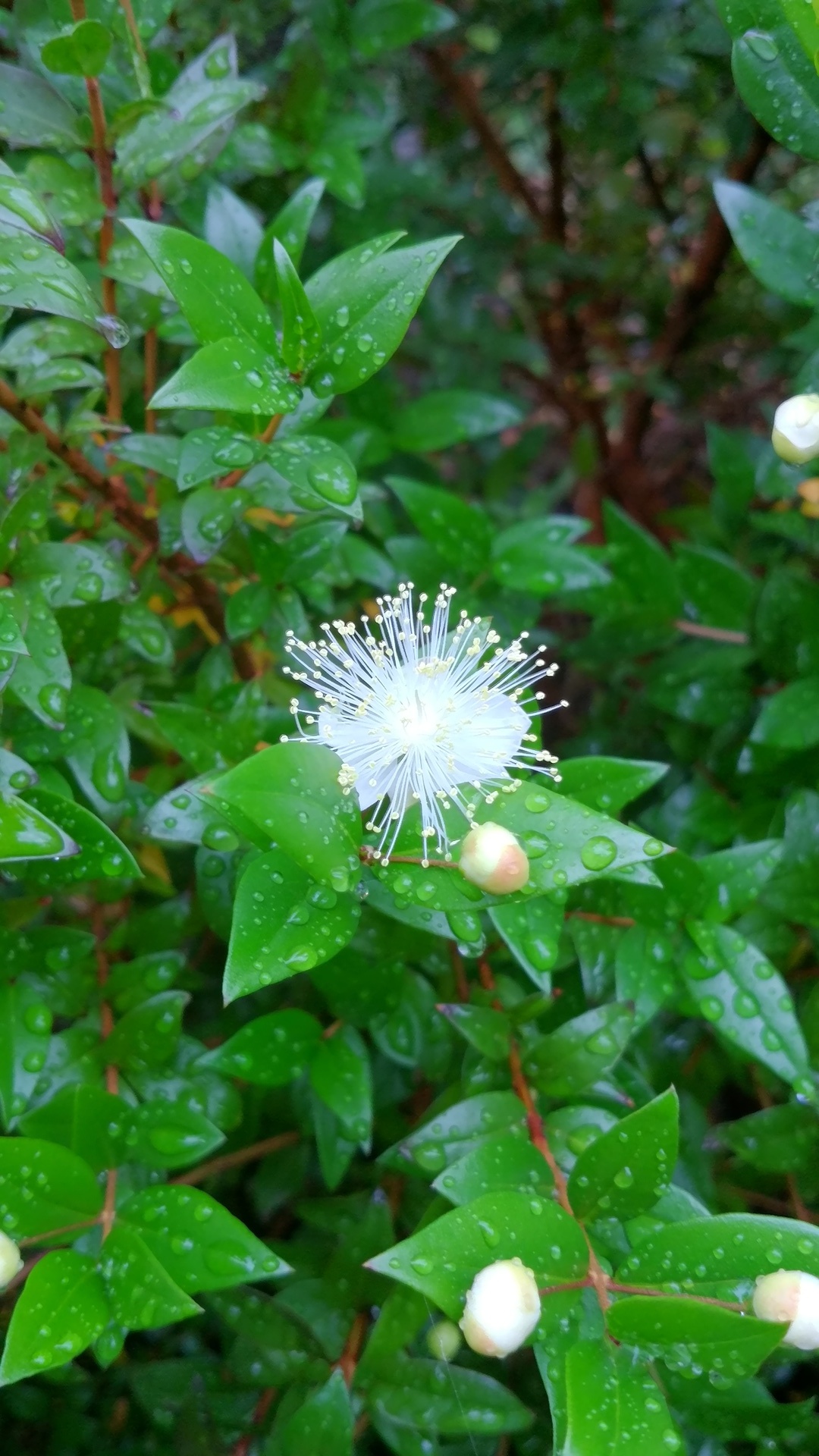 銀梅花 マートル の花が咲きました 卯年男のナウな徒然日誌