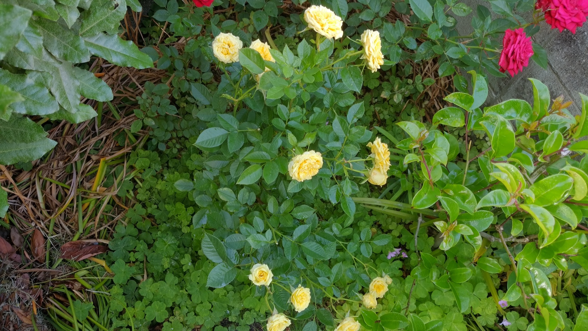 ミニバラ イエローの花がらを処理する 撮影日 年 5月 24日 卯年男のナウな徒然日誌