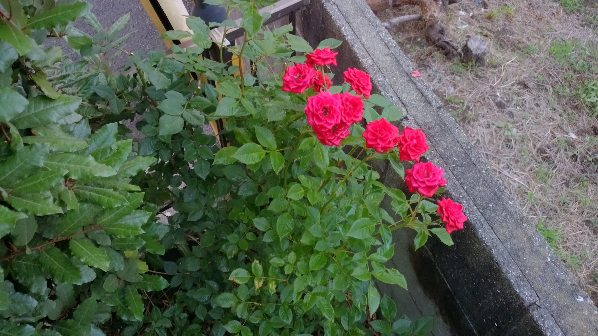 ミニバラの咲き終わった花を摘む作業 撮影日 年 5月 31日 卯年男のナウな徒然日誌