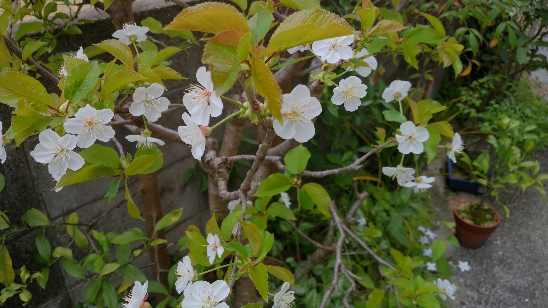 今年もアメリカンチェリーの花が咲き誇りました 21年4月3日撮影 卯年男のナウな徒然日誌