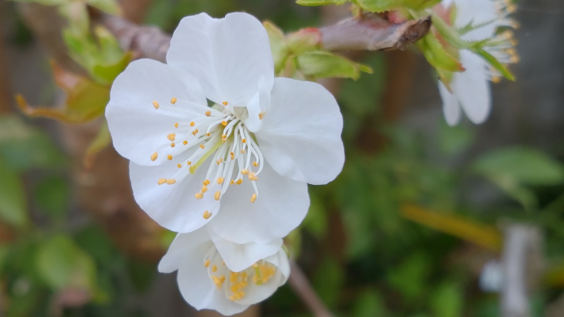 アメリカンチェリー 実生 花が咲きました 卯年男のナウな徒然日誌
